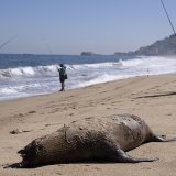 Les otaries et les pêcheurs sont en concurrence. Ce qui ne préjuge rien de l'enquête menée par les autorités sud-africaines qui veulent faire la lumière sur cette étonnante et peu banale affaire (Photo d'illustration).